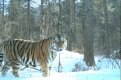 В Уссурийском заповеднике тигры иногда выходят к фотоловушкам, оставляя ученым фото на память.  