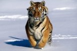 В Приамурье ищут тигров