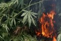 В огне сгорело 7 тонн наркосодержащих растений.