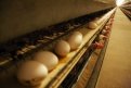 Из новых цехов яйца сами «плывут» на склад.