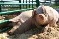 В тамбовских селах в конце месяца начнется массовая вакцинация свиней.
