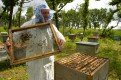 главная беда пчеловодов в том, что нигде не прописаны правила кочевки пасек. Порой борьба за медонос