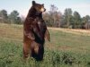 Медведи идут на запах