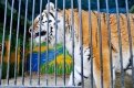 Годовалый питомец зоопарка амурский тигр Шерхан стал виновником ЧП и главным подозреваемым.