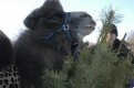 Потребительница еловых колючек — верблюдица Айя несколько лет назад переехала в Хабаровск.