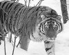 Полосатый нелегал: в Амурскую область возвращаются тигры