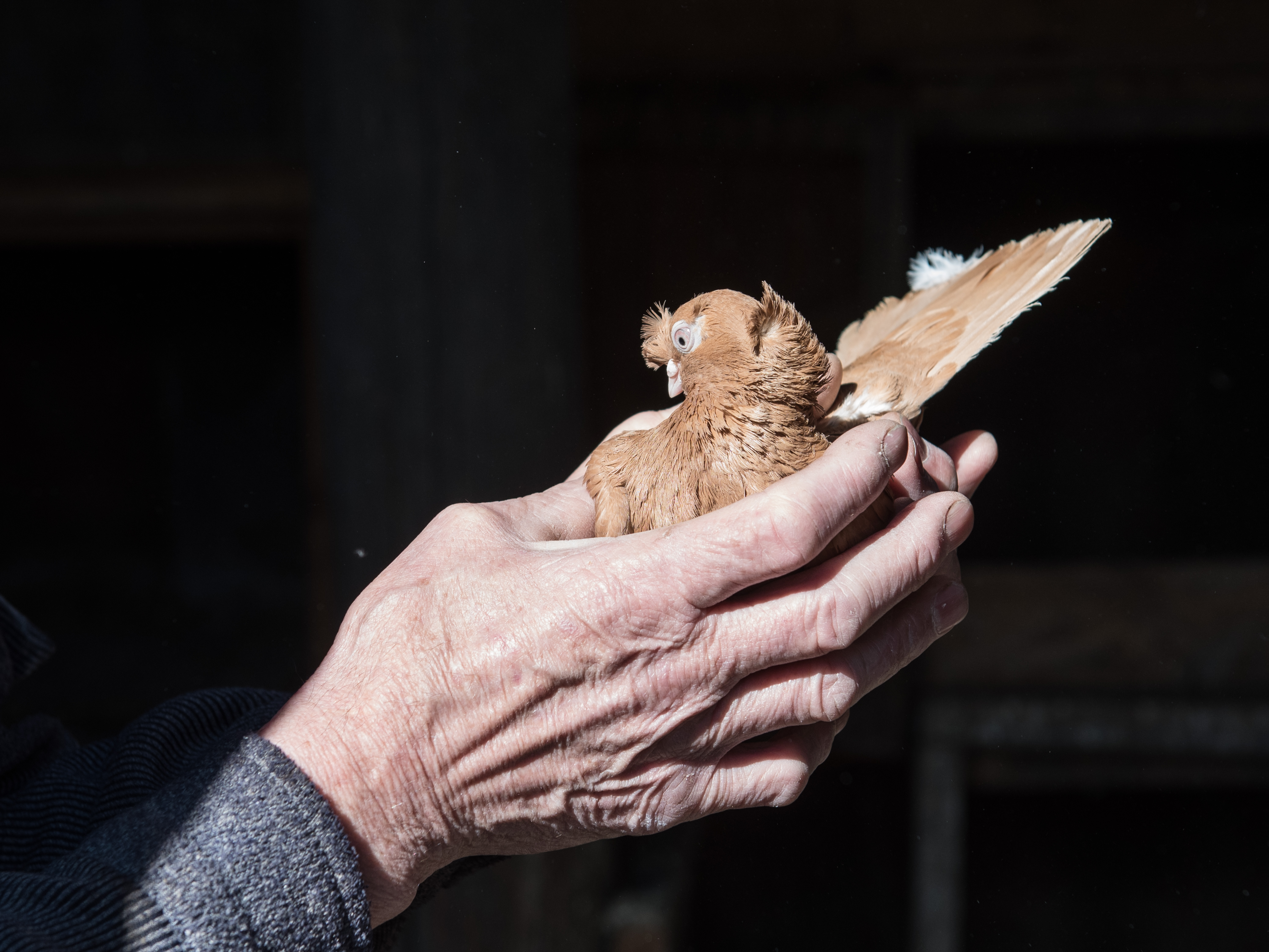 «Лучше рыбалки!»: пенсионер из Березовки всю жизнь разводит голубей