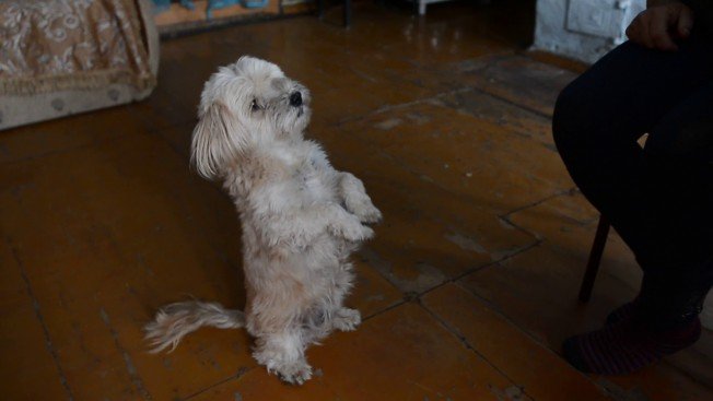 В Приамурье живет Бося, говорящая собака