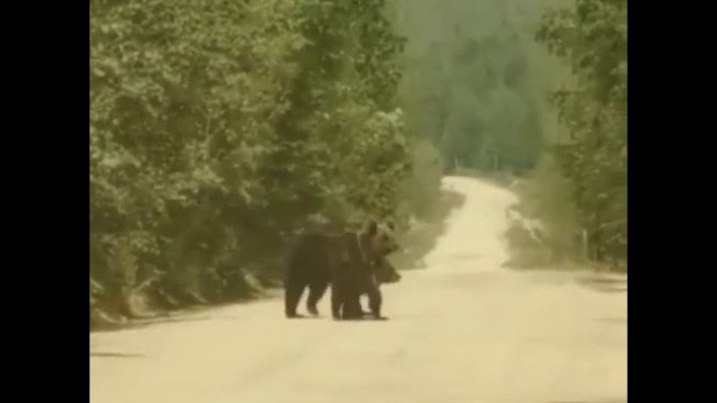 Амурчанки встретили на дороге к морю трех медведей