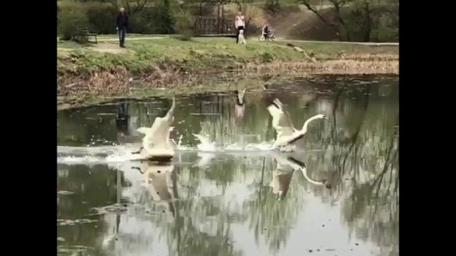В  Ивановке после зимовки на озеро вернулись лебеди