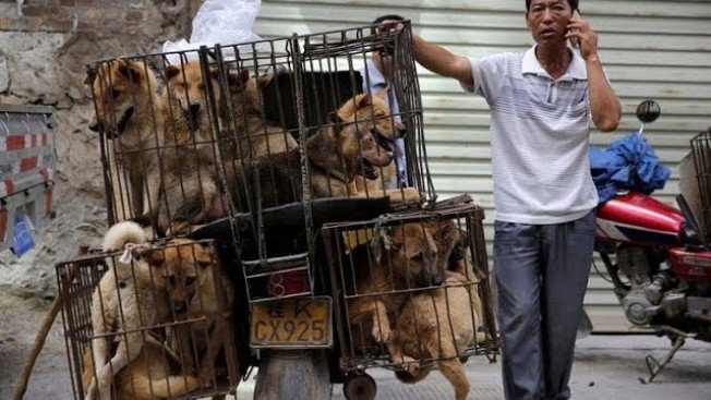 Амурчанка спасает от смерти жертв Фестиваля собачьего мяса в Китае