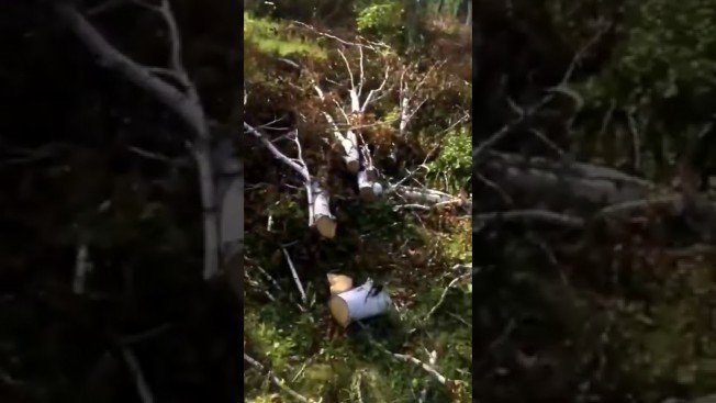 Черные лесорубы вырубили березовую рощу в Ивановском районе