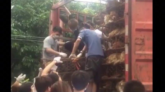 Мясной грузовик: собак везут на китайский фестиваль собачьего мяса в Юйлинь