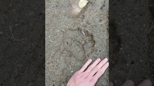 В Зее найдены следы медведя