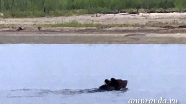 Жители Берегового помогли годовалому медвежонку доплыть до берега